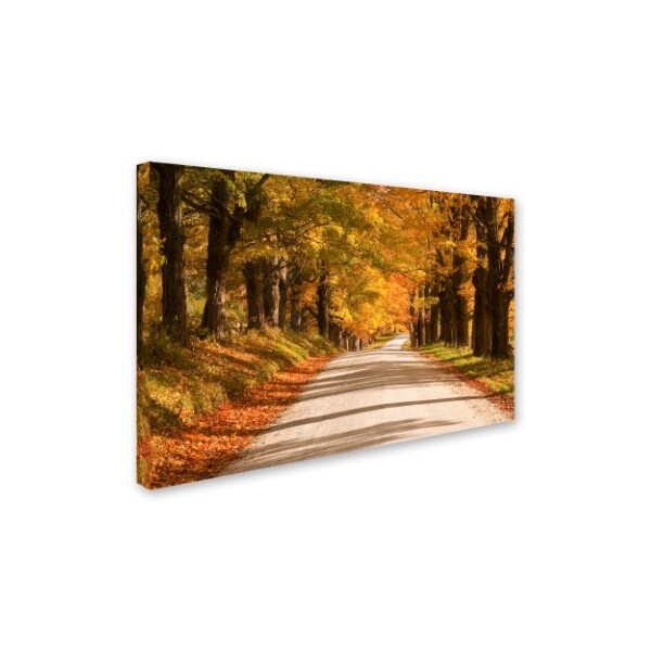 Michael Blanchette Photography 'Maple Canopy' Canvas Art,12x19